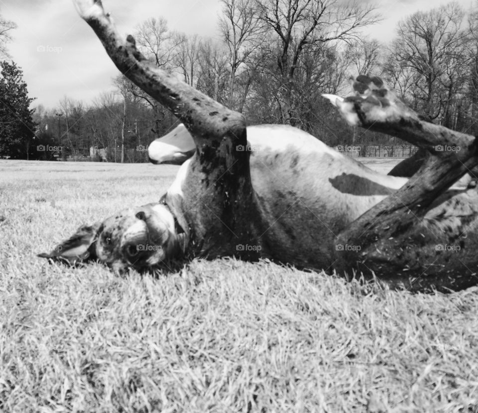 Great Dane rolling in grass. 