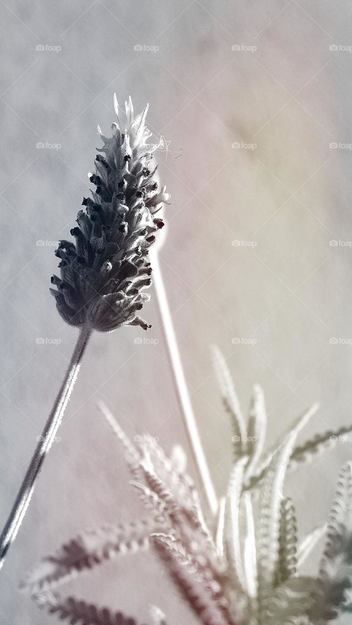 Lavanda // Foto tomada con Nikon D3500