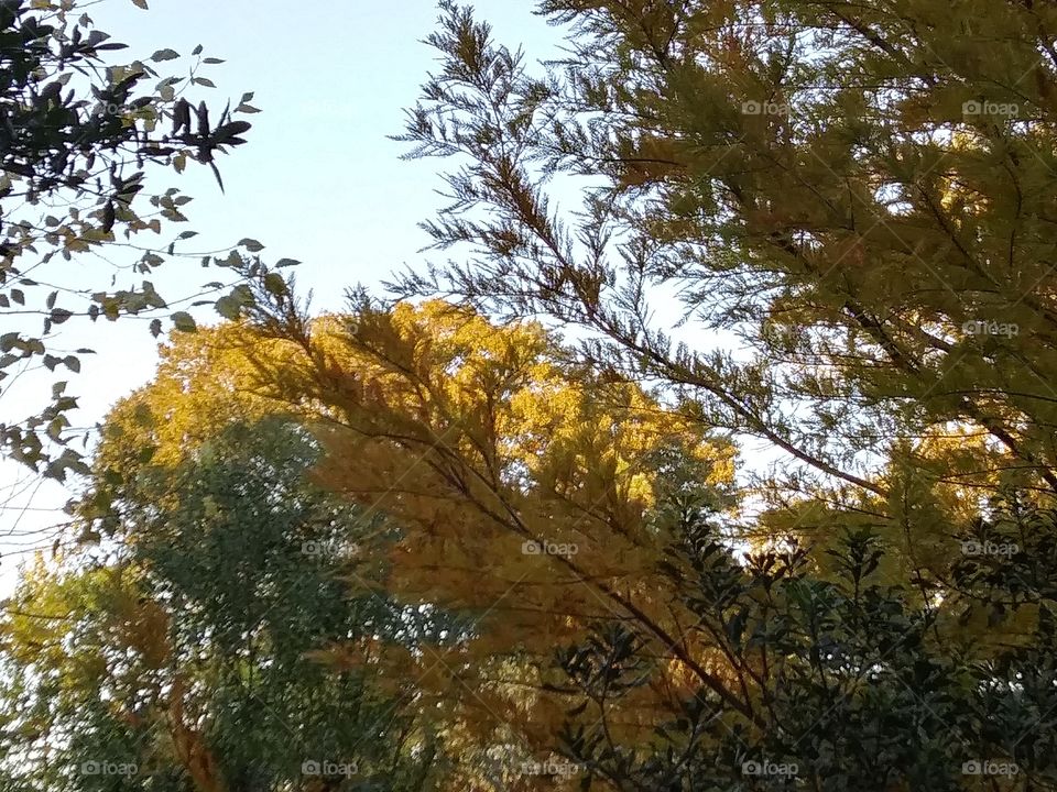 plants with autumn colors