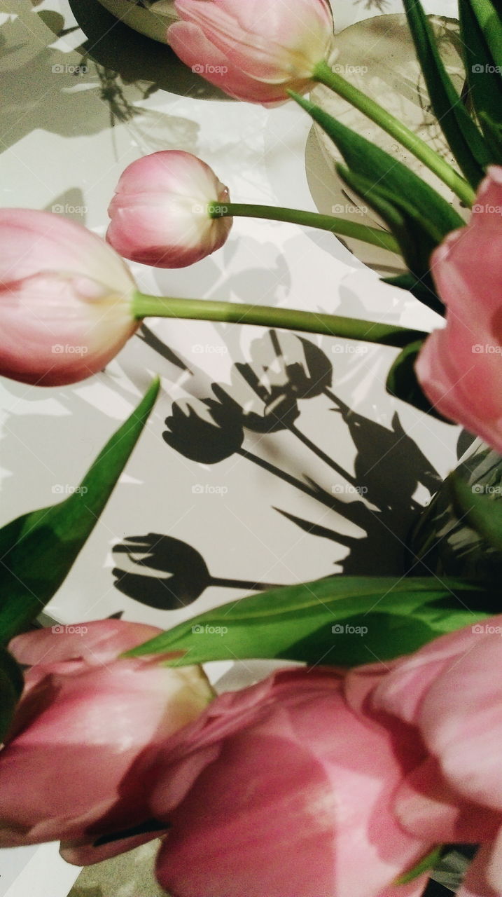 Shadows of pink tulips