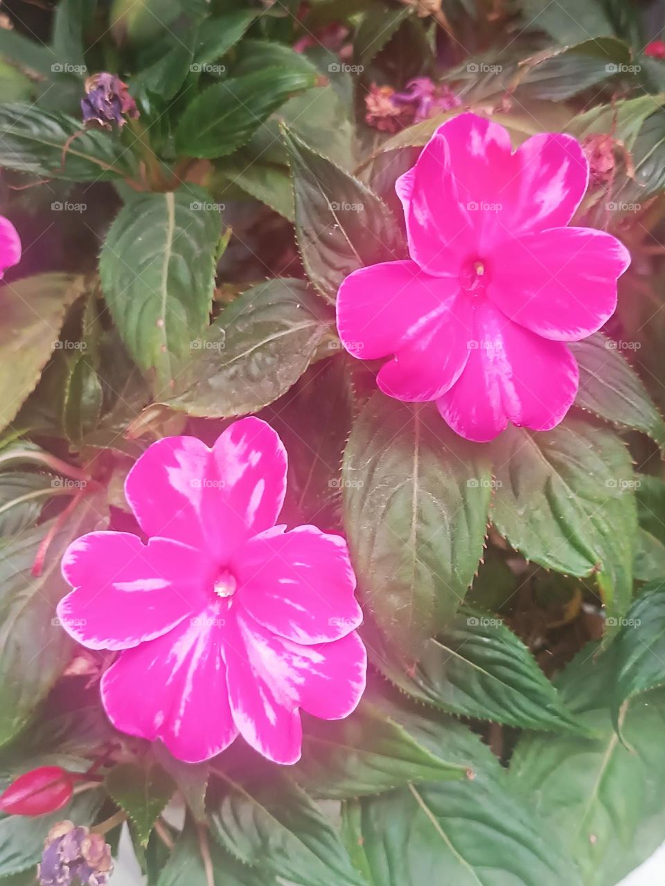 Beautiful flowers