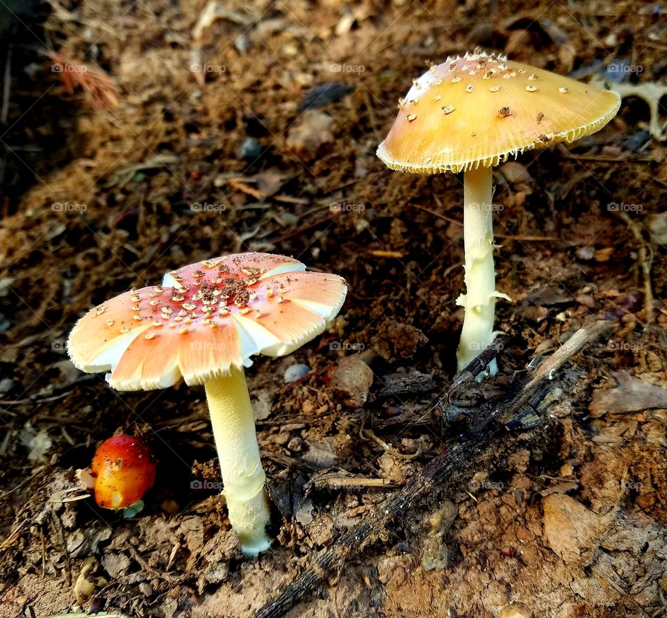 a trio of mushrooms