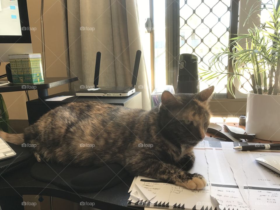 This is how I do my work most days. With a darling cat purring on the desk. All is fine until she takes over I have no mouse. Then I get in trouble. 