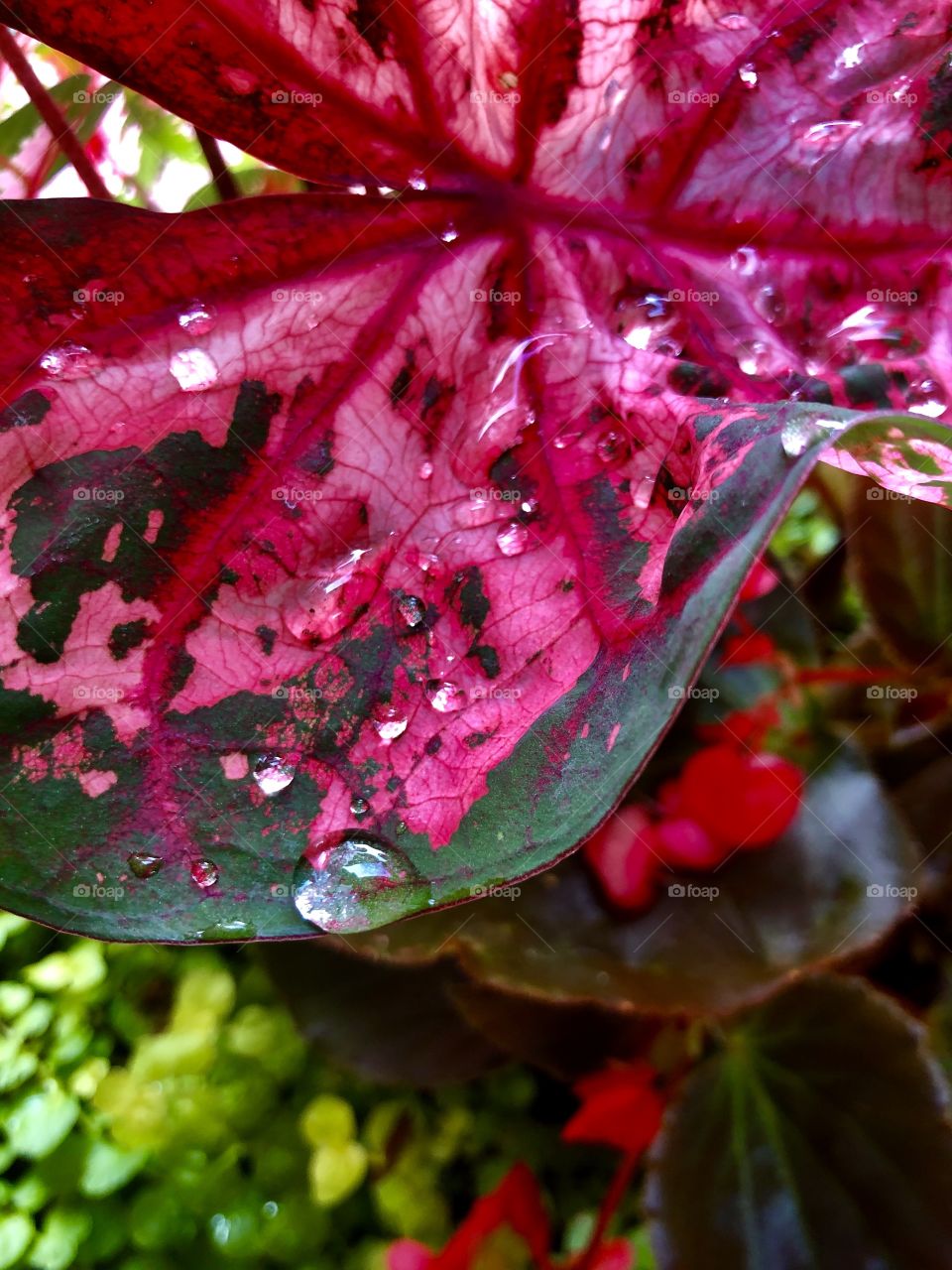 Closeup abstract of pink and green tropical foliage wet with rain