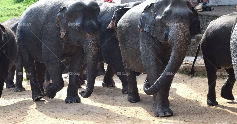 Beautiful elephants spotted innsri lanka 