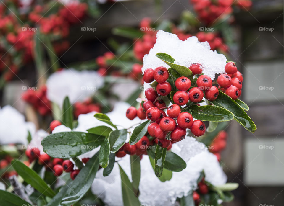 Snowy winter berries
