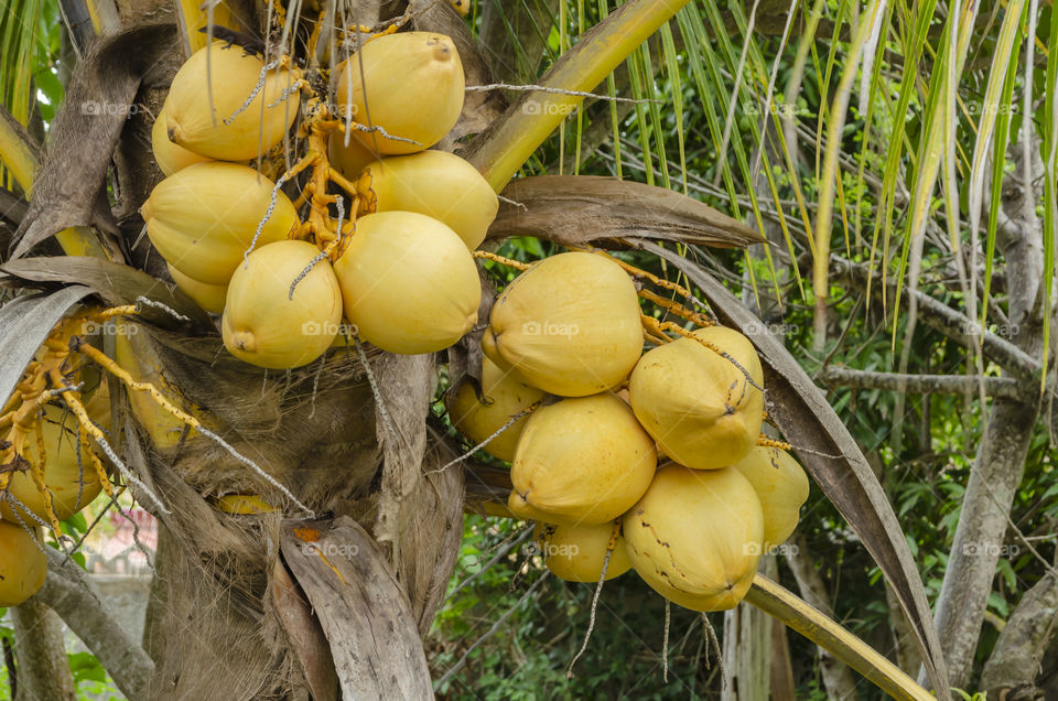 Two Bunches Of Yellow Coconut On Tree