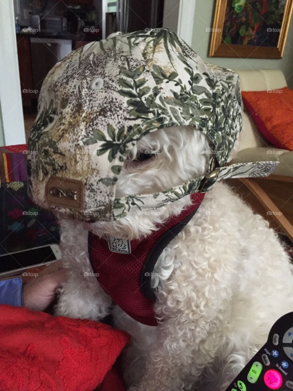 Dog with hat on