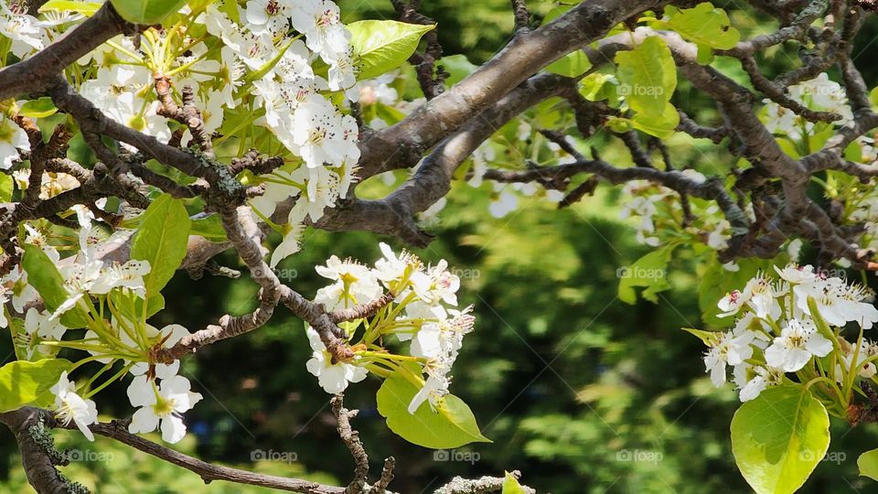 cherry blossom