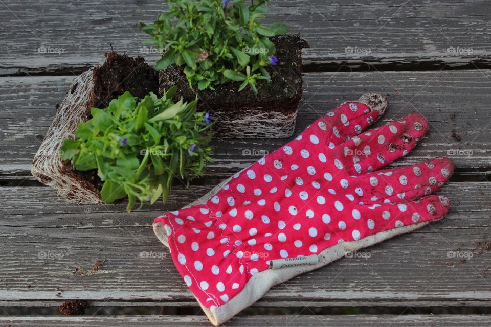 Plants and a gardening glove