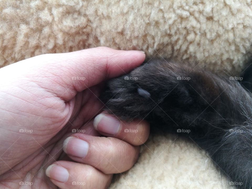 Human hand with cat paw. Friendship between human and cat. Concept of unconditional love and happiness.