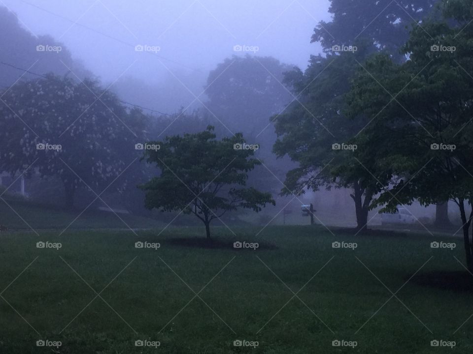 Tree, Landscape, No Person, Fog, Grass