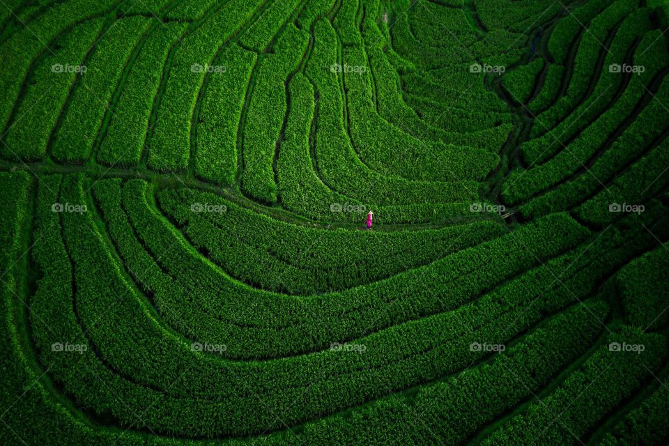 circle terrace of green rice fields