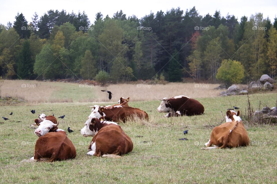 cows with calf