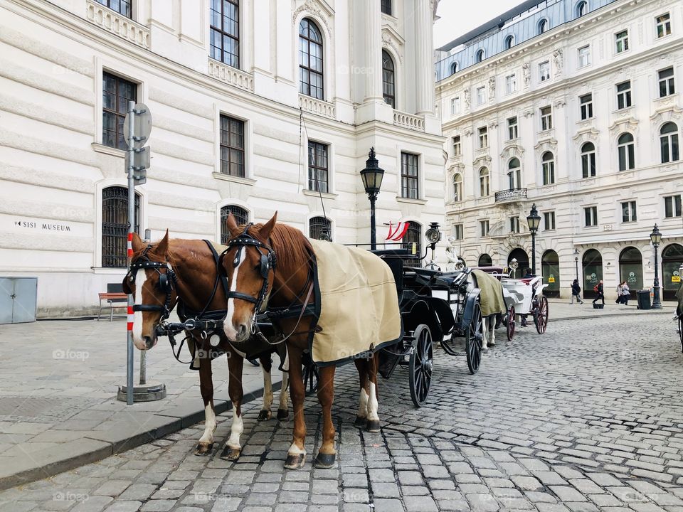 Streets in Viena 