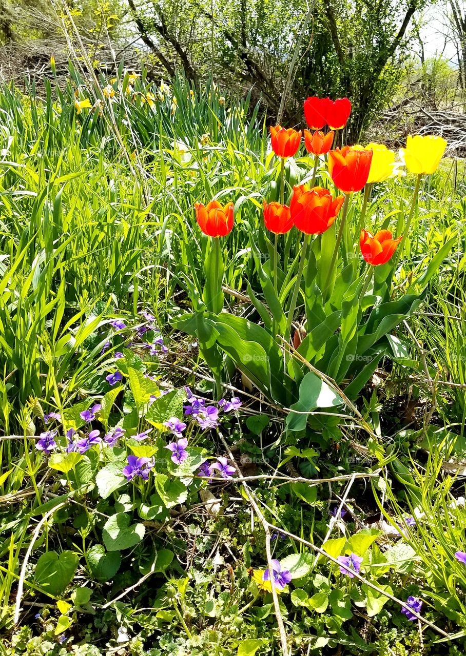 Loving the Spring Flowers in our Yard