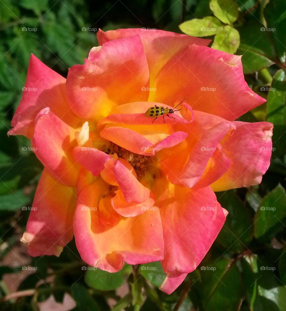 Love this yellow spotted bug on rose.
