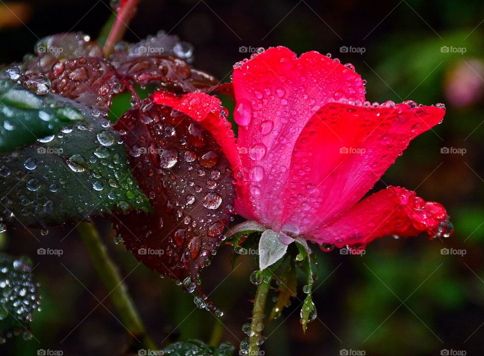 Weeping Rose. This is a photograph of a beautiful rose standing tall among the greenery!