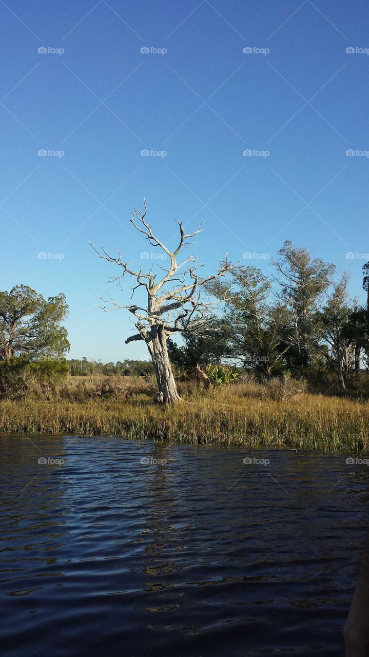 Tree in the Gulf