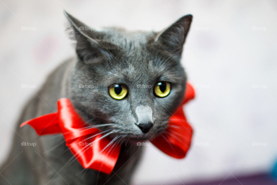 Russian blue cat with a red bow on her neck