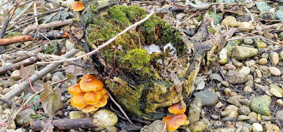 Weird but beautiful orange mushrooms on the small stump covered in moss with a little bit of snow