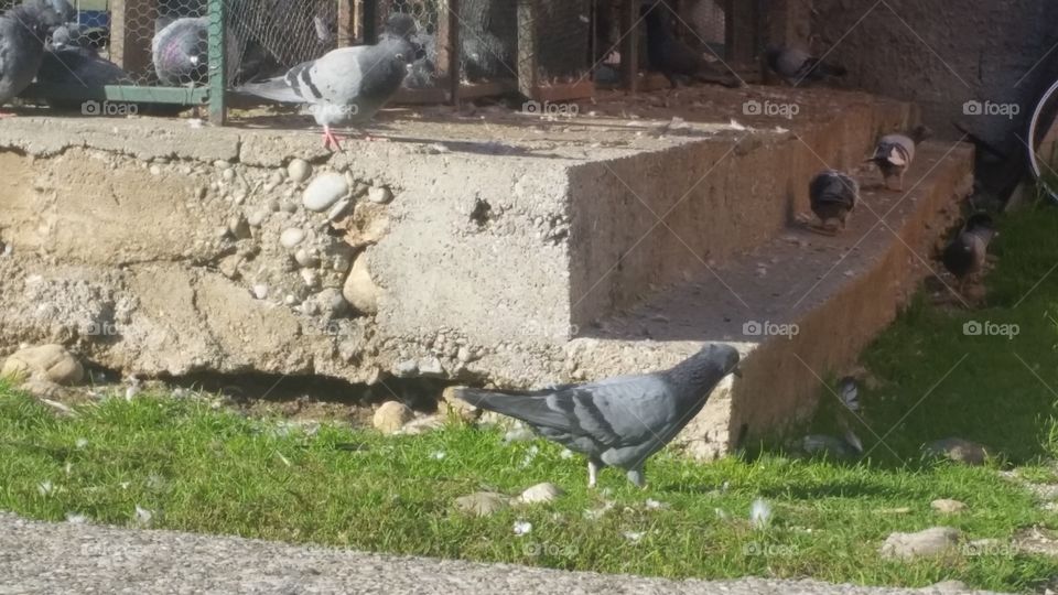 Bird, Pigeon, No Person, Nature, Outdoors