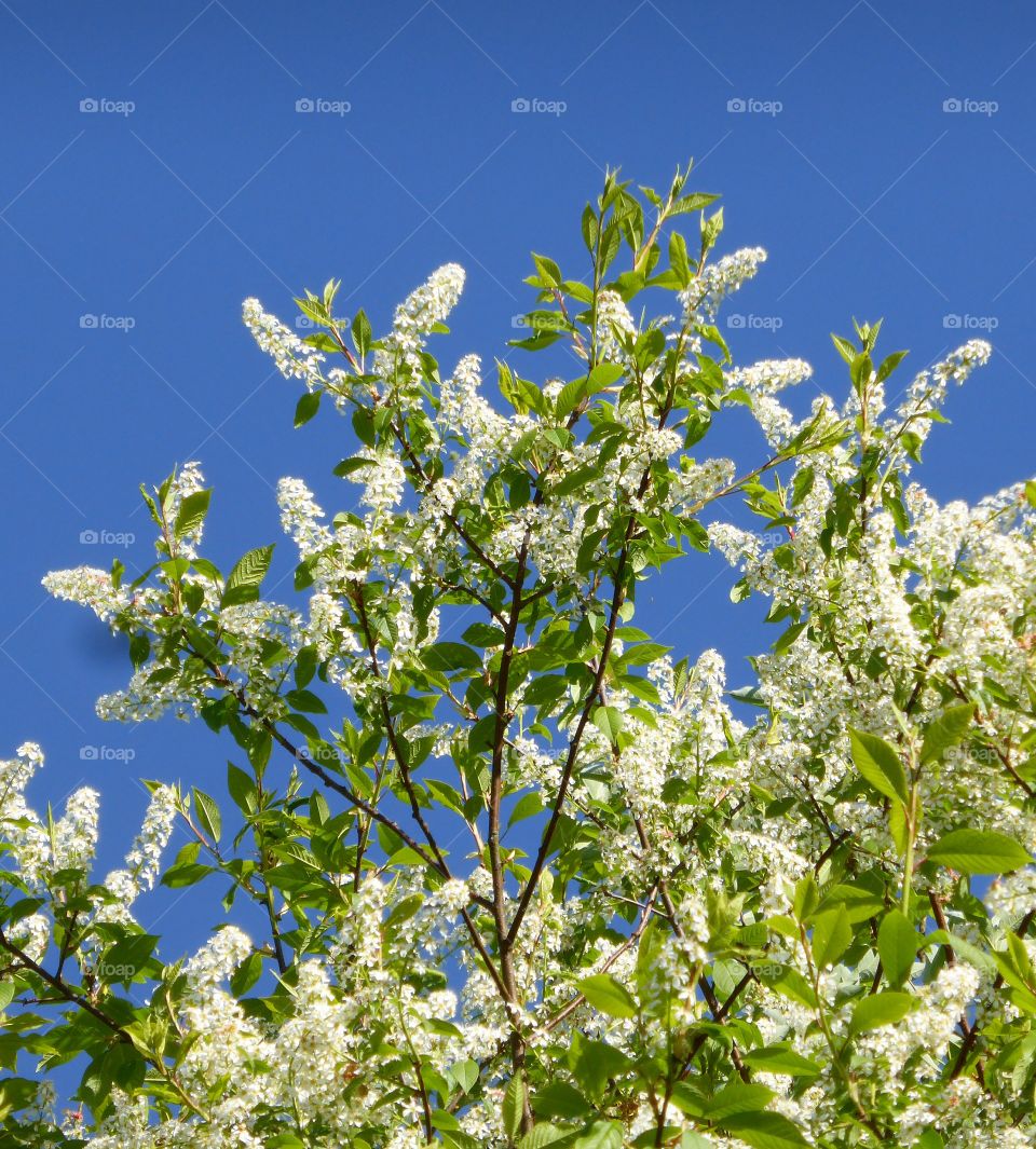 Low angle view of cherry tree