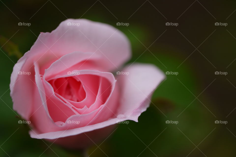 simple pink rose