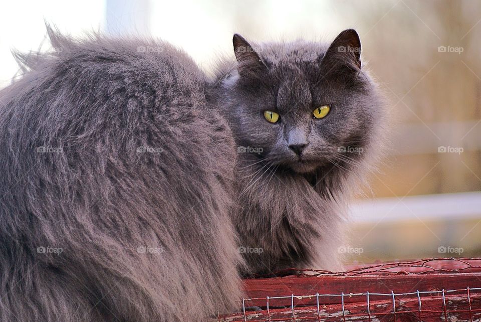 View of a grey cat sitting