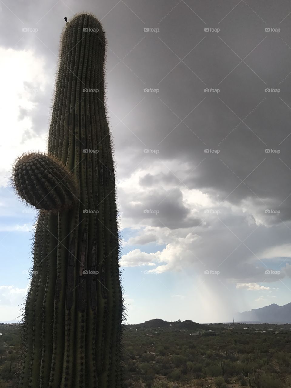 Cactus Cloudscape 