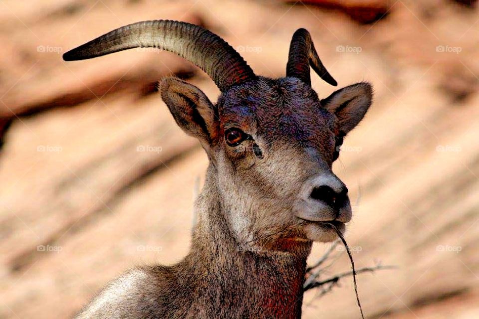 Mountain goat - Zion National Park