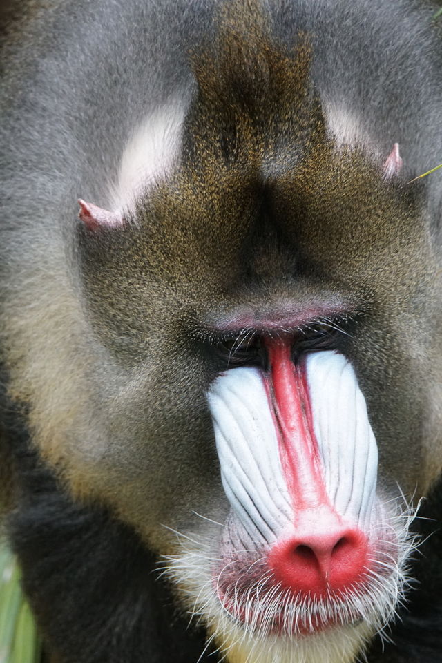 Bull mandrill