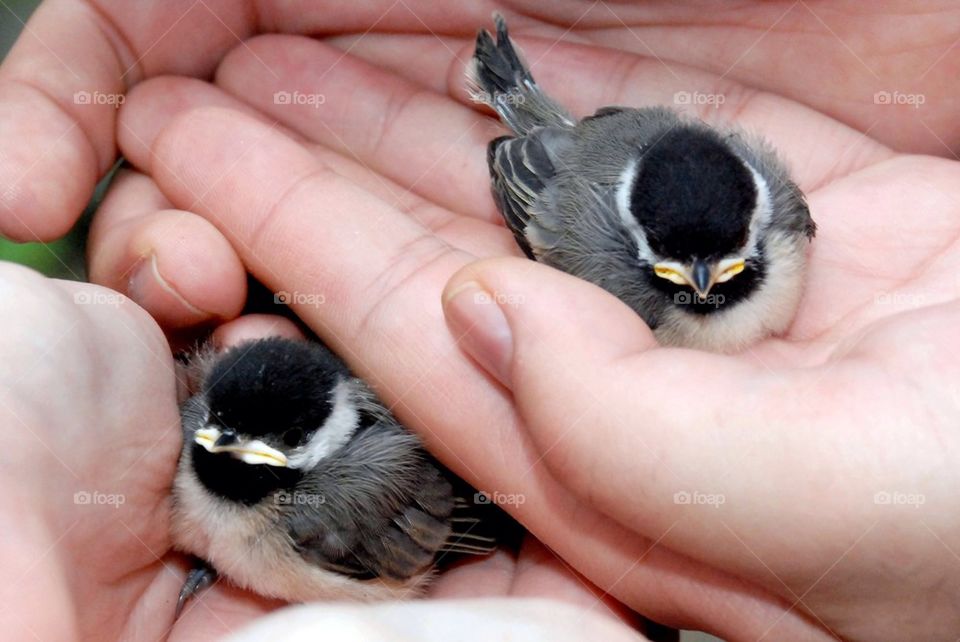 Two baby chickadees held in two hands