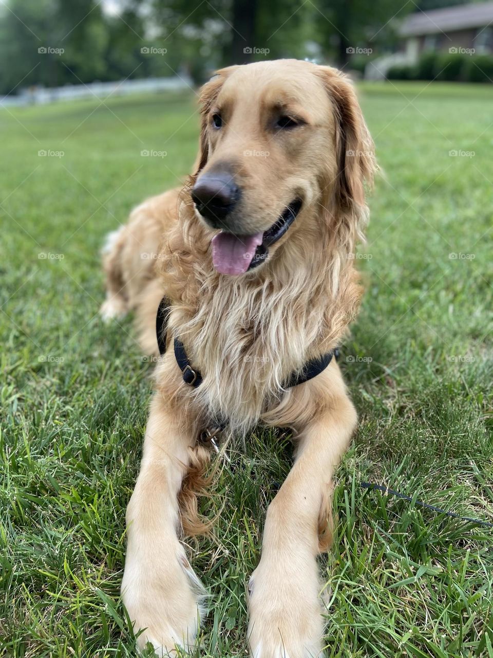 Golden retriever dog in grass