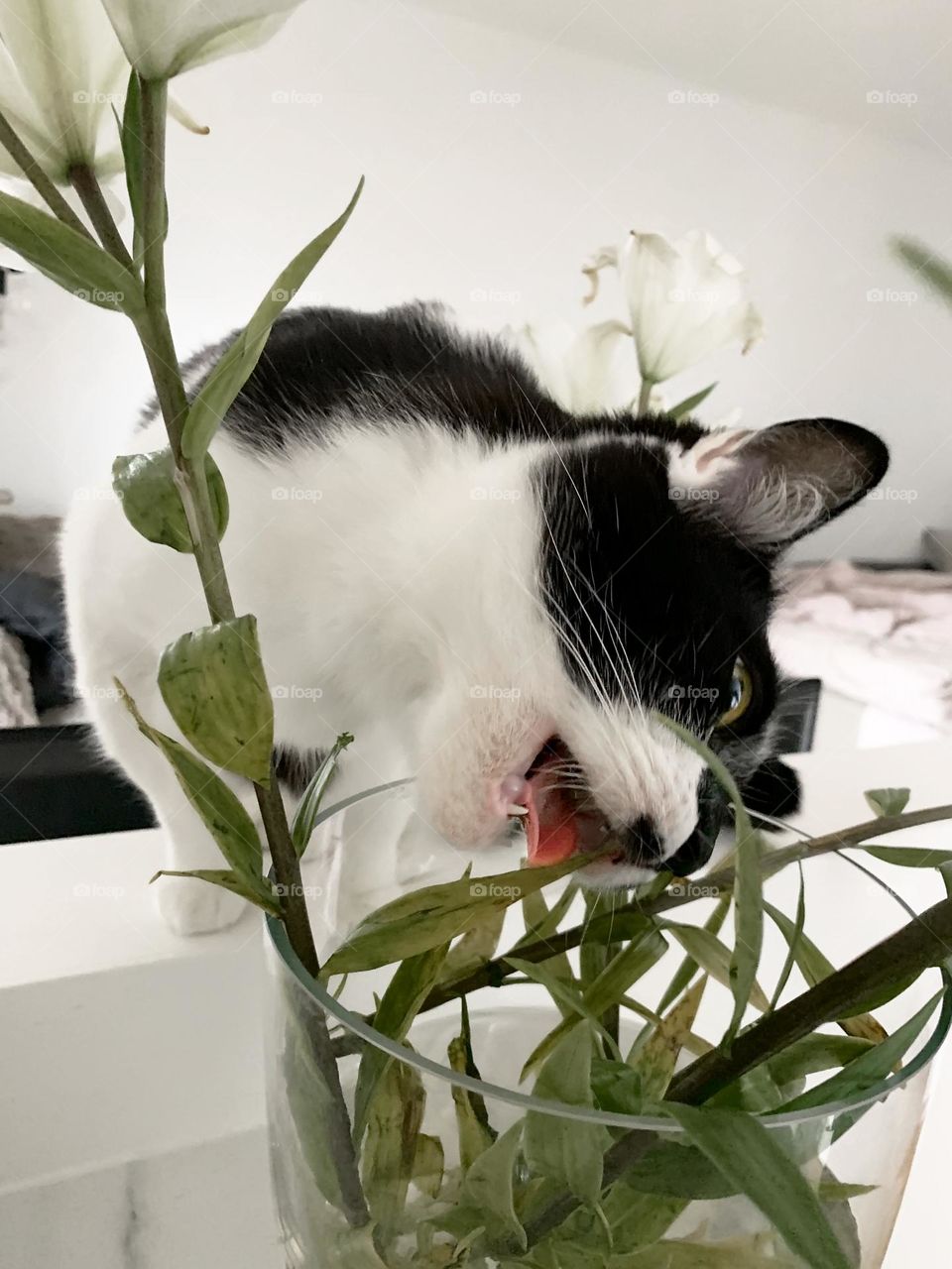Cat eating bouquet of flowers 