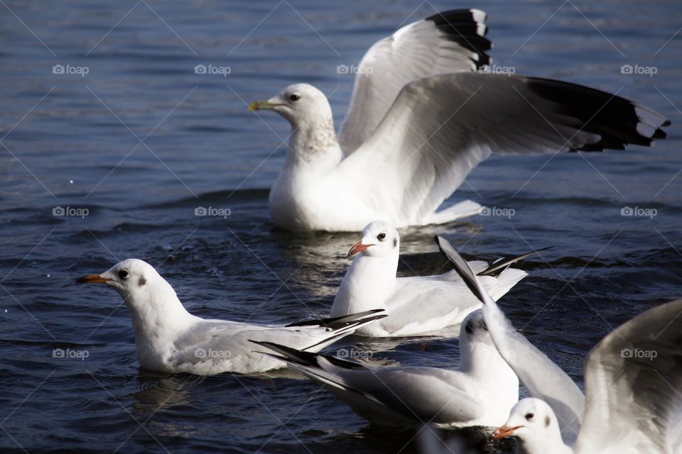 Seagulls swimming on lake