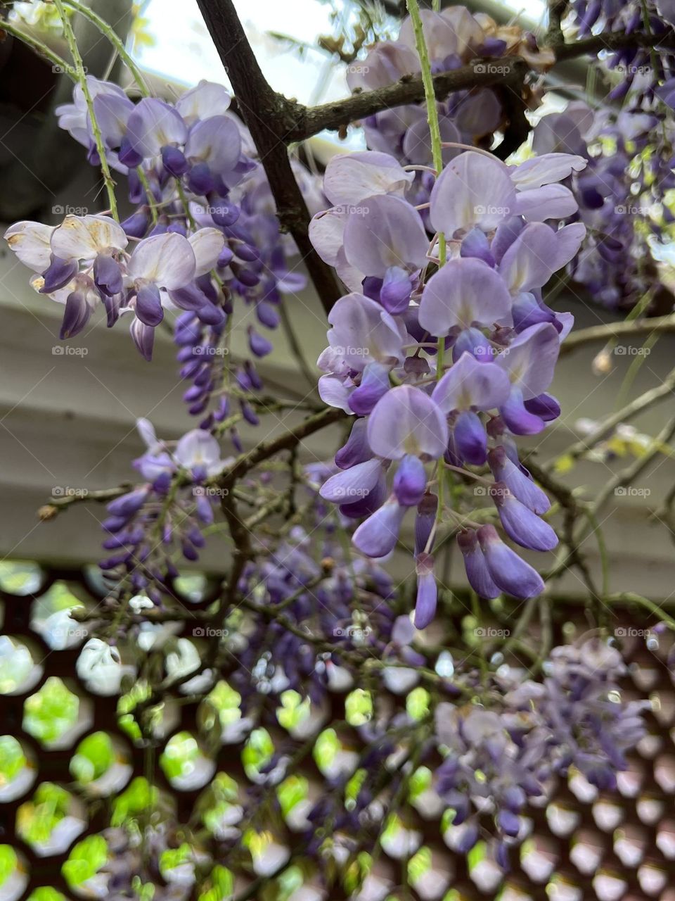 Wisteria flower in Yang Ming Shan 