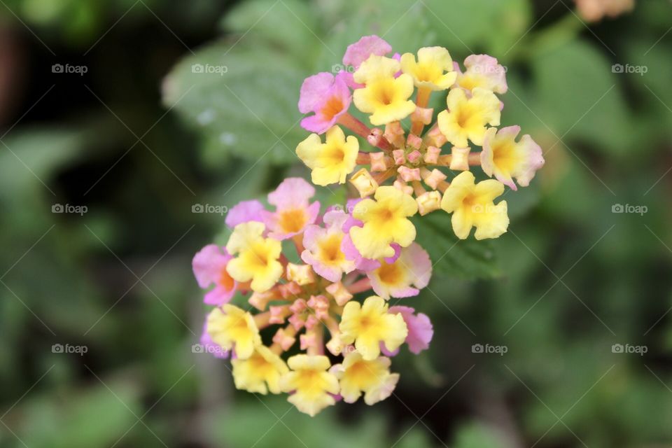 Tiny brightly covered flowers, pinks and yellows clustered together in small bouquets 