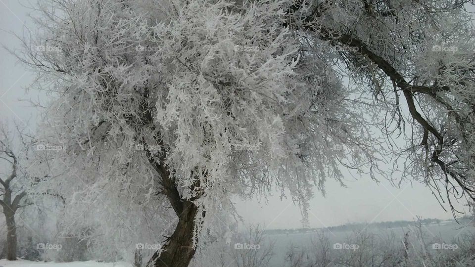 frosted trees