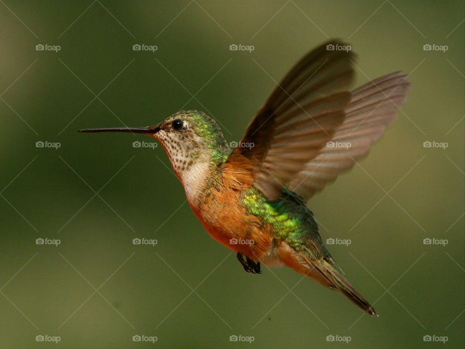 hummingbird in flight