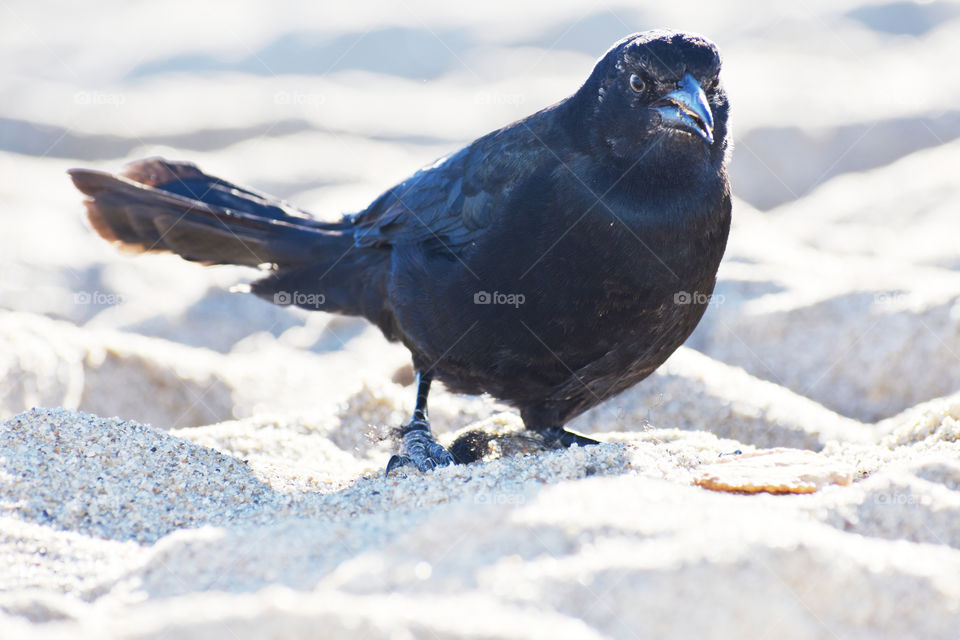 bird enjoying a sunny day at the beach