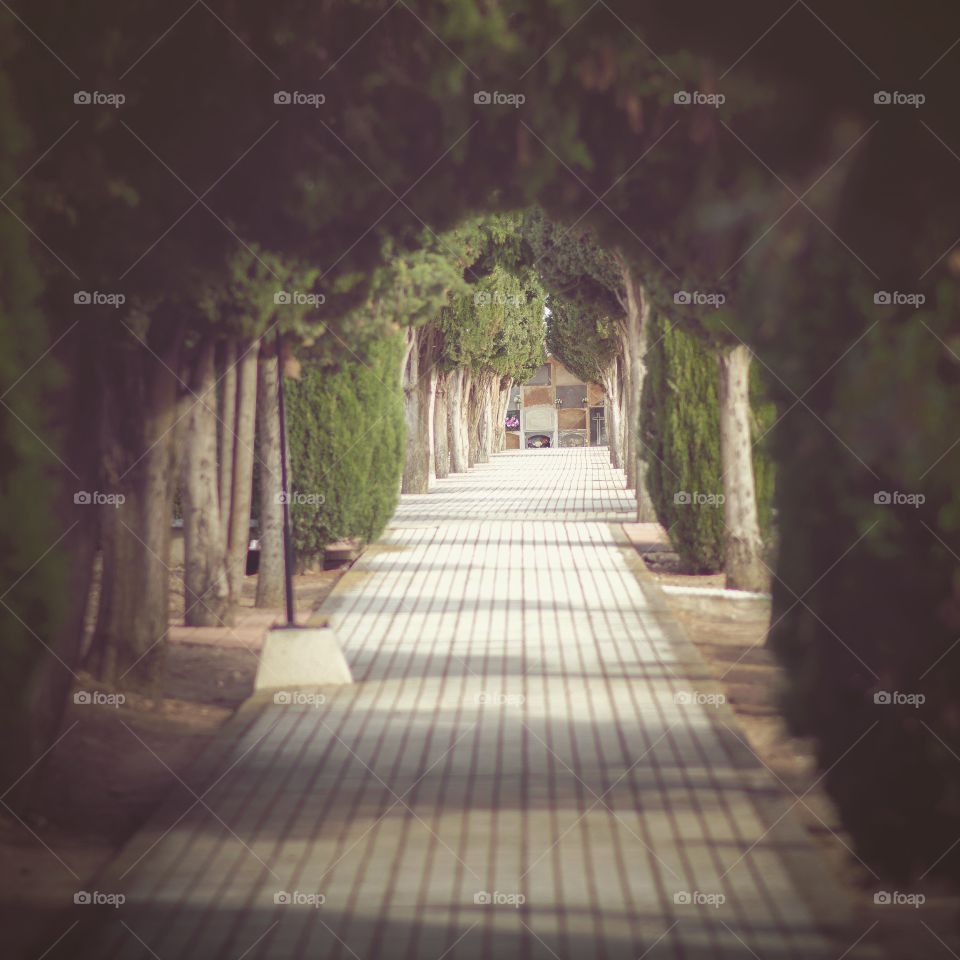 Looking for the light 