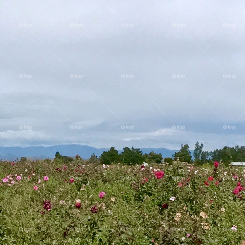 Mountain Behind Field of Flowers