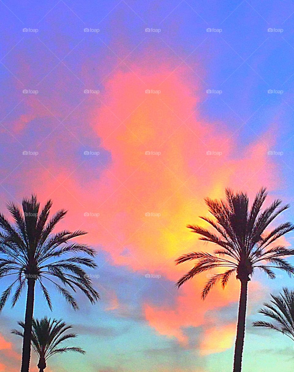 Palm tree sunset 