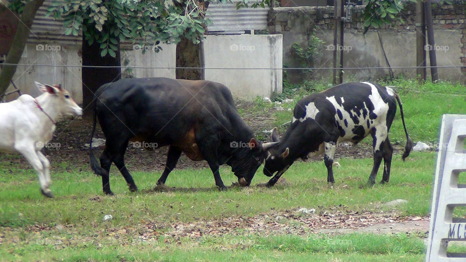 The fight, and the referee keeping her distance, yet keeping a eye on them.