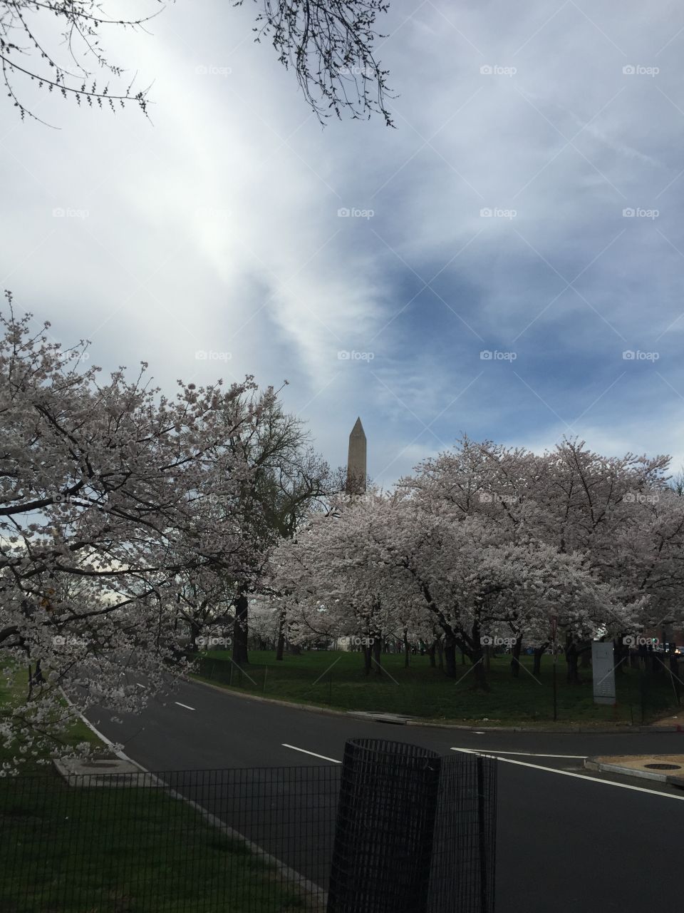 Washington Monument Among Cherry Blossoms. Washington Monument is surrounded by beautiful cherry blossoms.