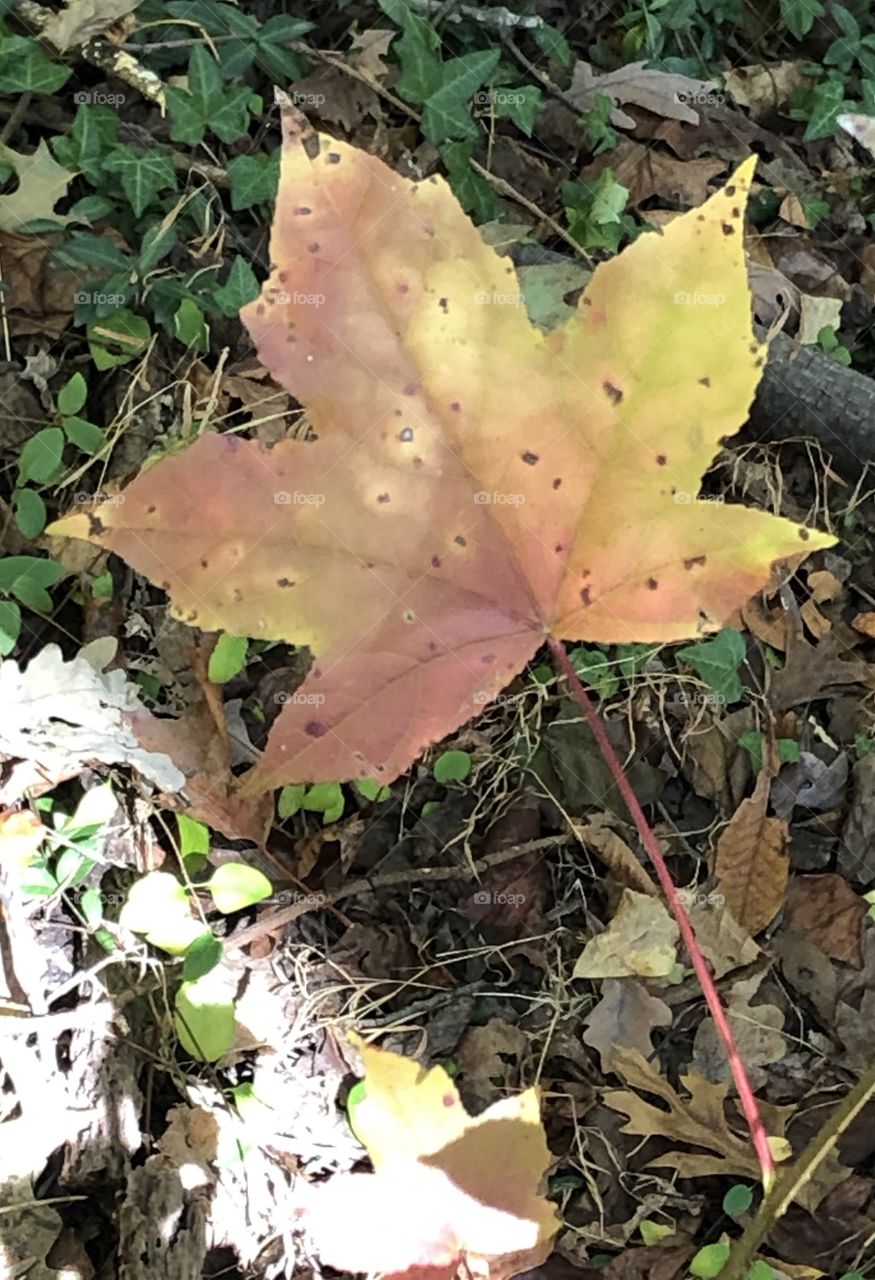 Taste of Fall - Large Multicolor Maple Leaf