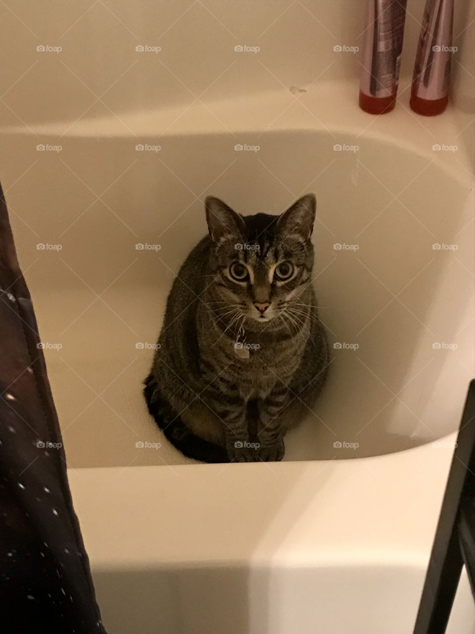 Cat bathtub