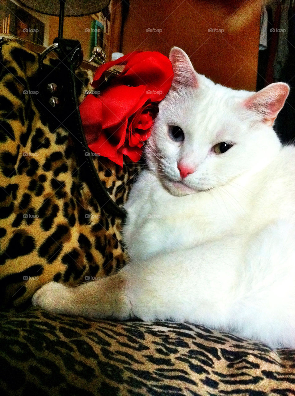 red white cat and by kimikaboo