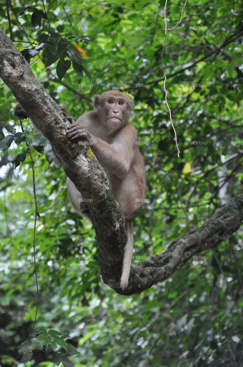Monkey 